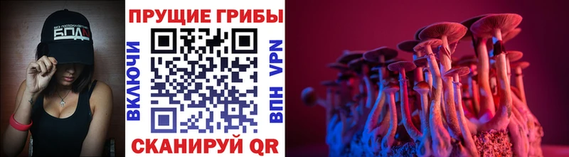 Псилоцибиновые грибы Psilocybe  закладка  Сафоново 